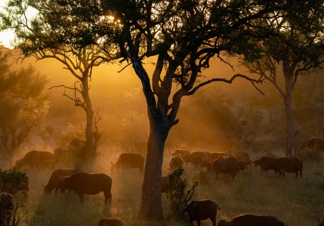 A buffalo herd at sunset, flies in the air